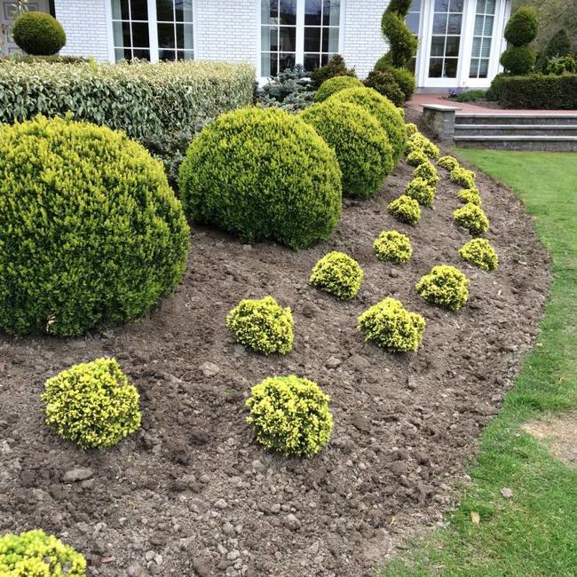 Picea glauca 'Jalako Gold'