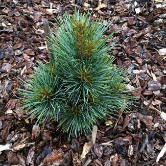 Pinus koraiensis 'La Lao Yang'