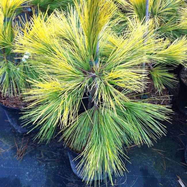 Pinus strobus 'Louis'