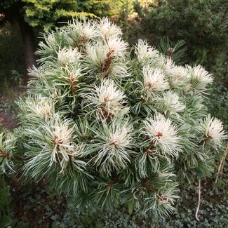 Pinus parviflora 'Tanima-no-yuki'