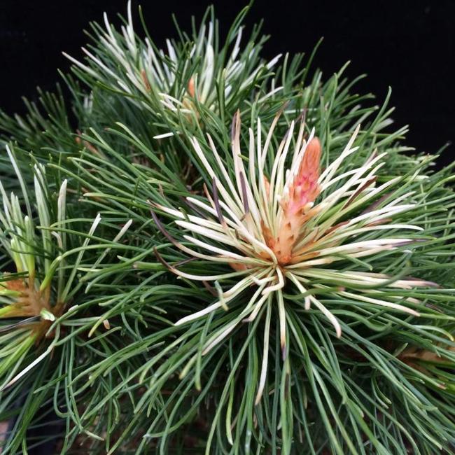 Pinus parviflora 'Tanima-no-yuki'