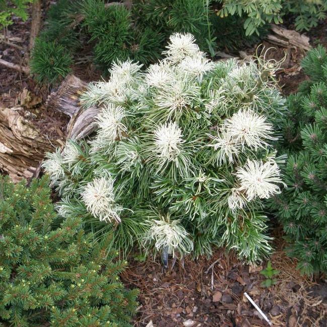 Pinus parviflora 'Tanima-no-yuki'