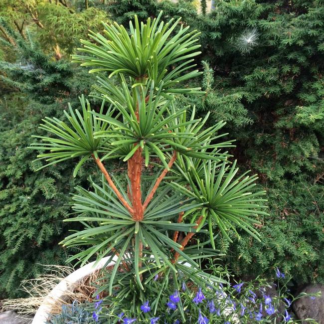 Sciadopitys verticillata 'Sternschnuppe'