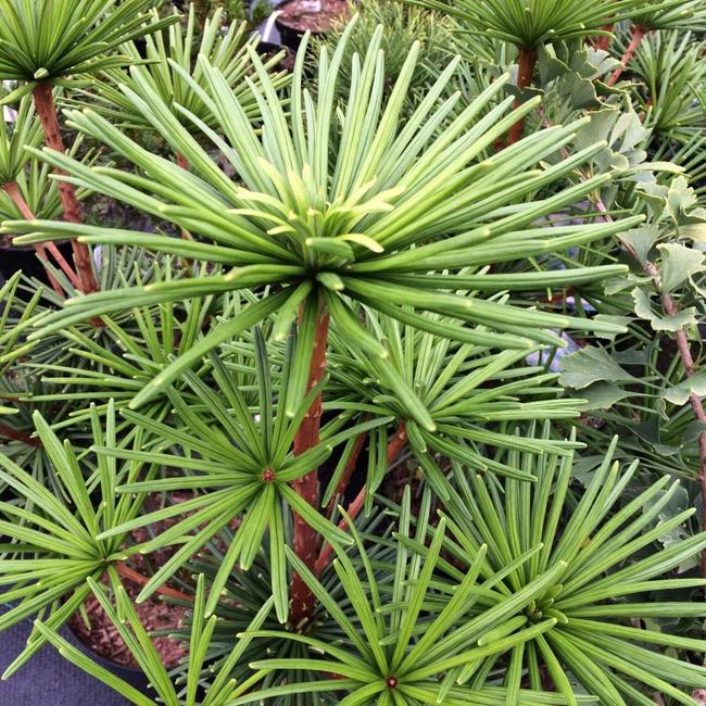 Sciadopitys verticillata 'Sternschnuppe'