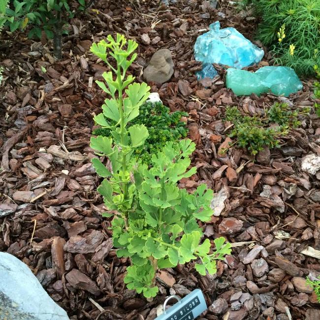Ginkgo biloba 'Little Joe'