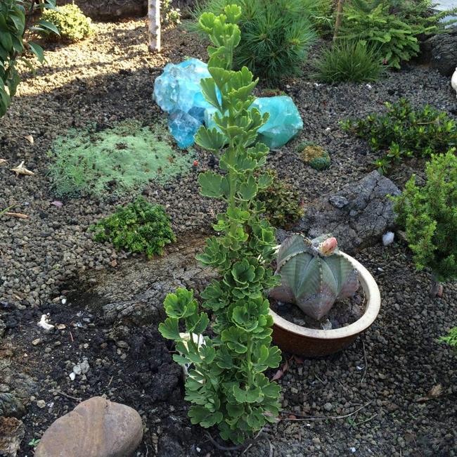 Ginkgo biloba 'Little Joe'