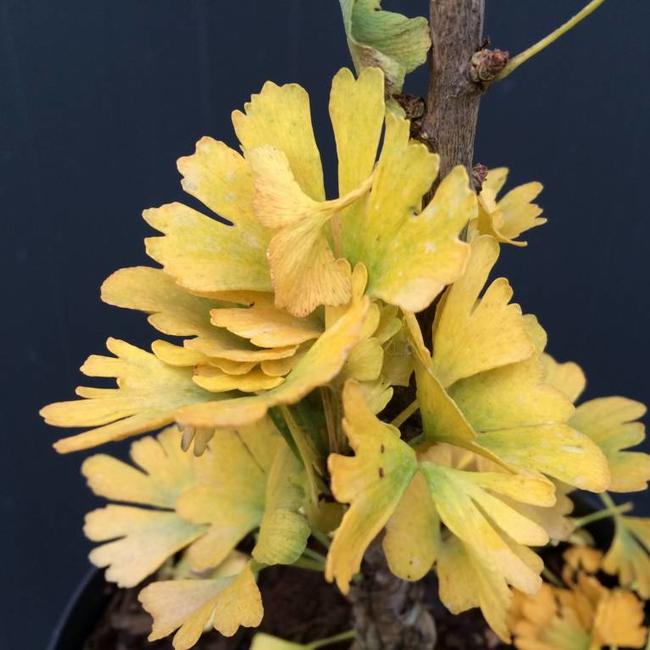 Ginkgo biloba 'Little Joe'