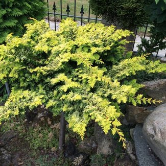 Chamaecyparis obtusa 'Golden Fern'