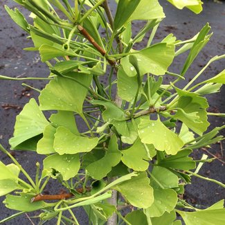 Ginkgo biloba 'Broom with Tubes'