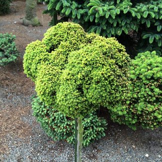 Picea abies 'Wichtel'