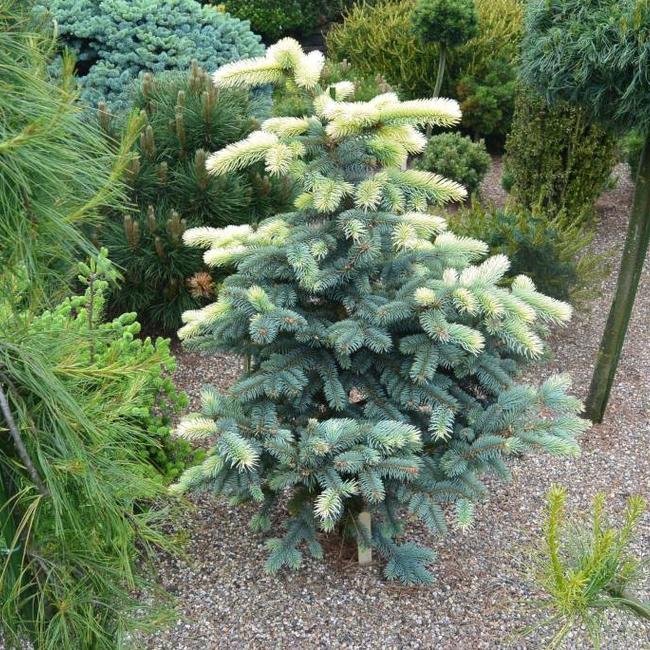Picea pungens 'Bialobok'
