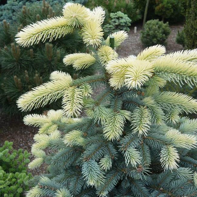 Picea pungens 'Bialobok'