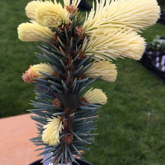 Picea pungens 'Bialobok'