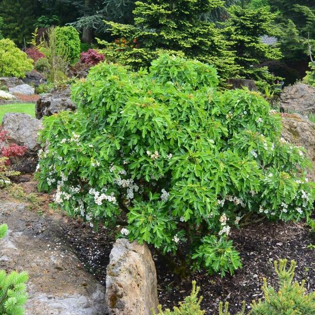 Crataegus monogyna 'Compacta'
