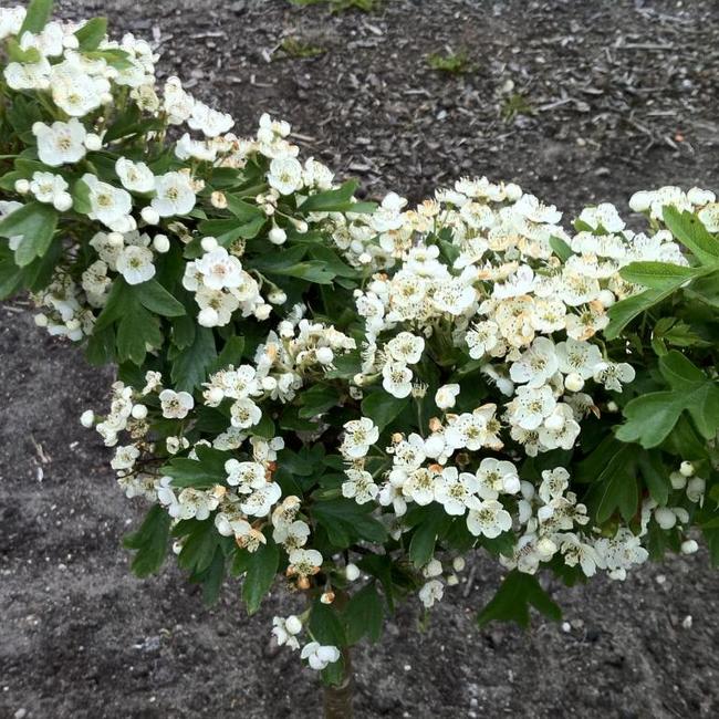 Crataegus monogyna 'Compacta'