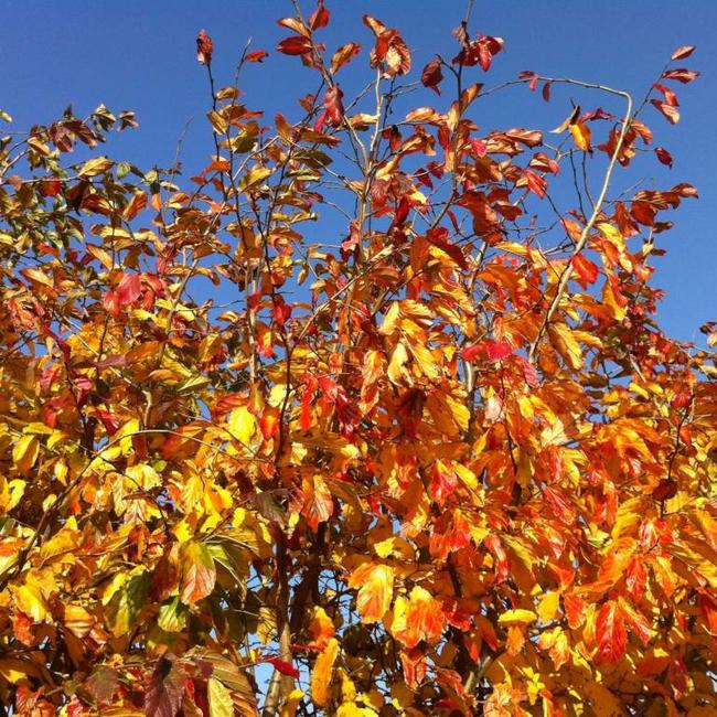 Parrotia persica 'Bella'