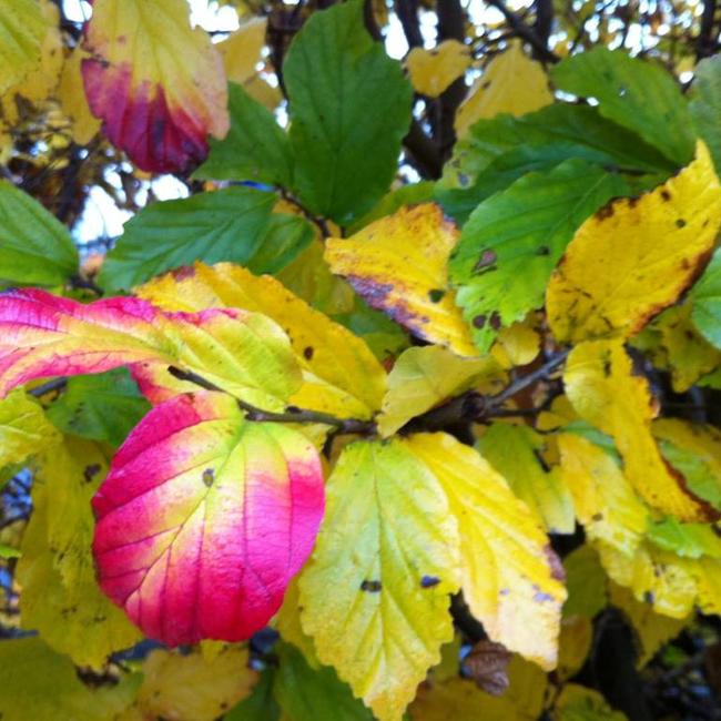 Parrotia persica 'Bella'