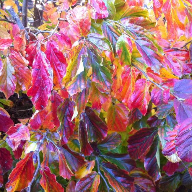 Parrotia persica 'Bella'