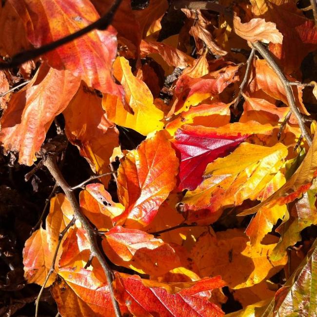 Parrotia persica 'Bella'