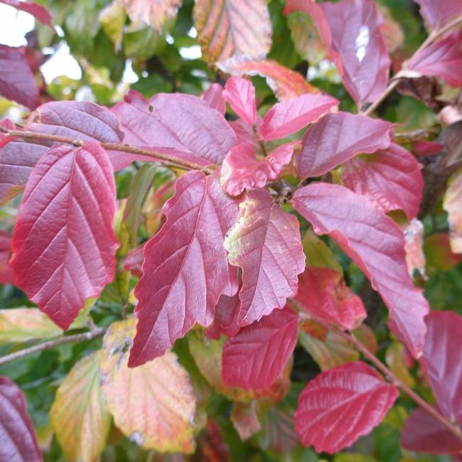 Parrotia persica 'Bella'