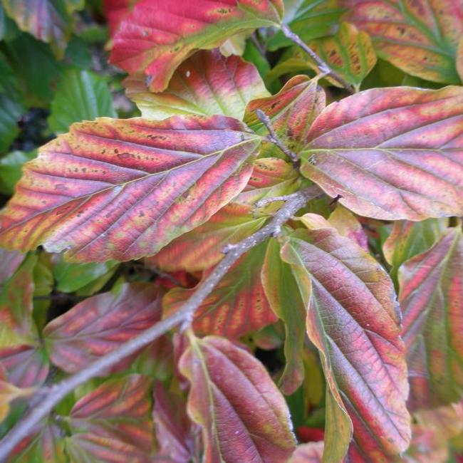 Parrotia persica 'Bella'