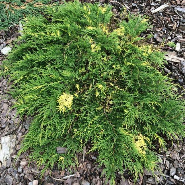 Microbiota decussata 'Carnival'