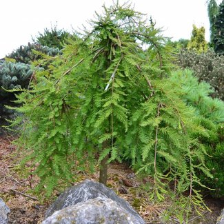 Taxodium disstichum 'Cascade Falls'