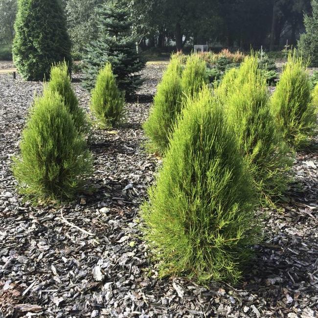 Platycladus orientalis 'Franky Boy'