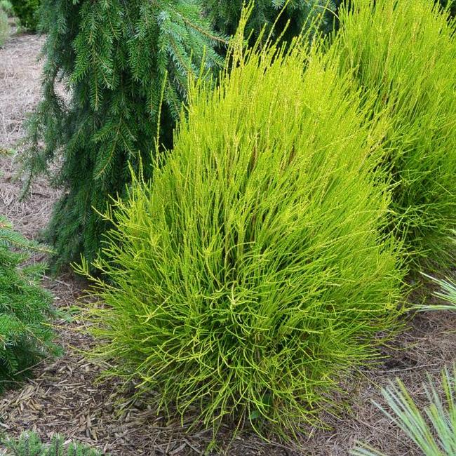 Platycladus orientalis 'Franky Boy'