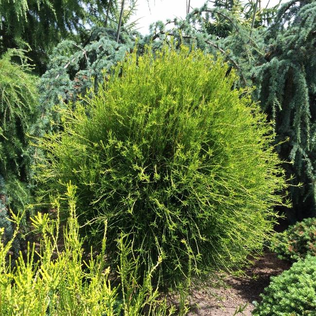 Platycladus orientalis 'Franky Boy'