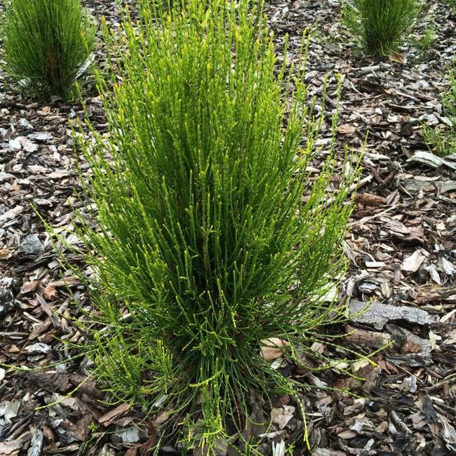 Platycladus orientalis 'Franky Boy'