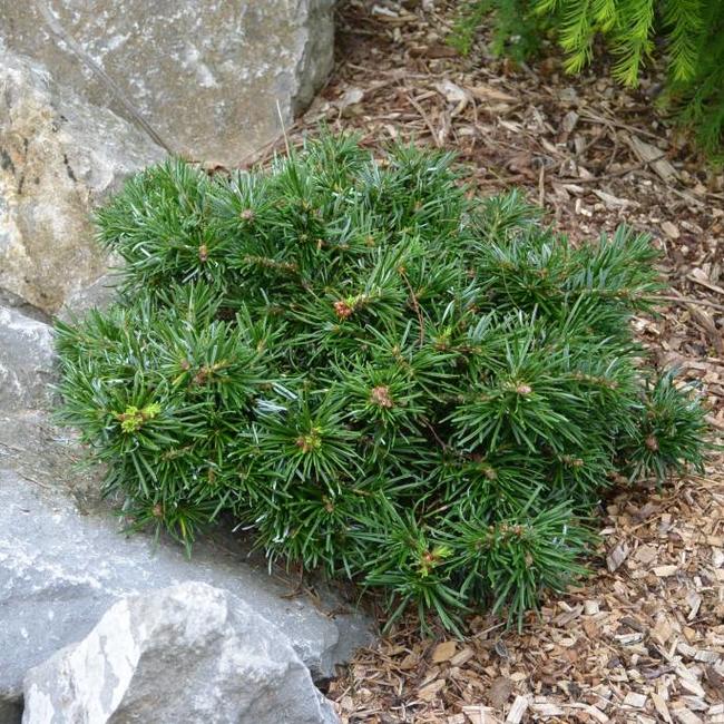 Abies grandis 'Van Dedems Dwarf'