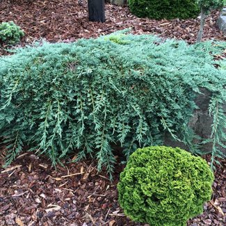 Juniperus horizontalis 'Monber' ('Icee Blue' )