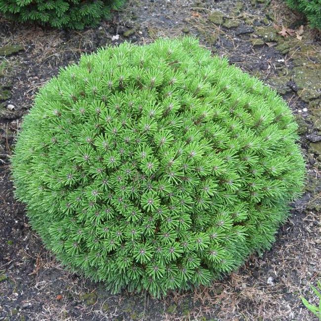 Pinus mugo 'Benjamin'