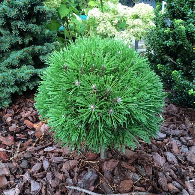 Pinus mugo 'Benjamin'