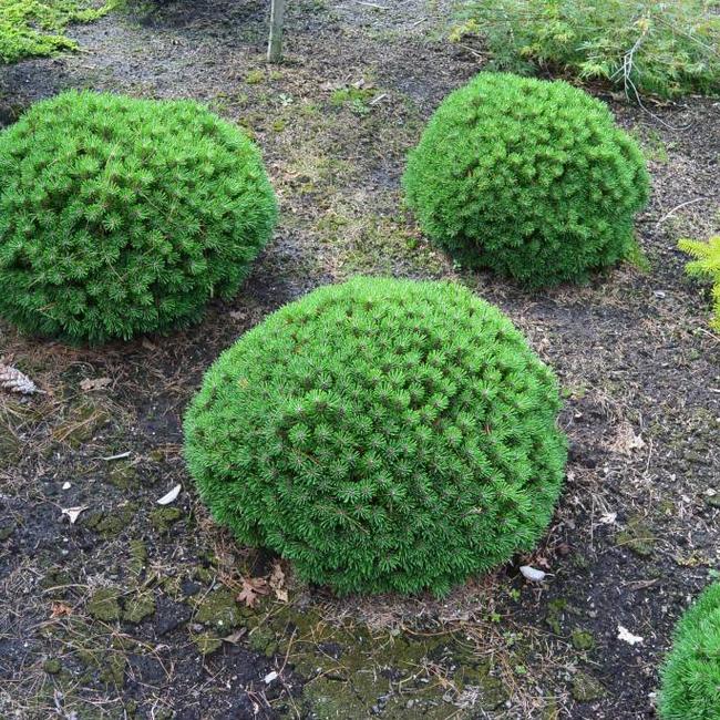 Pinus mugo 'Benjamin'