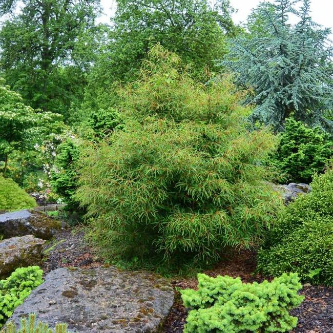 Fagus sylvatica 'Mercedes'