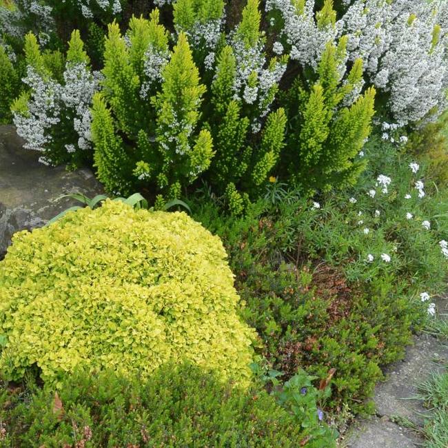 Berberis thunbergii 'Tiny Gold'