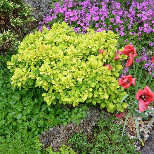 Berberis thunbergii 'Tiny Gold'