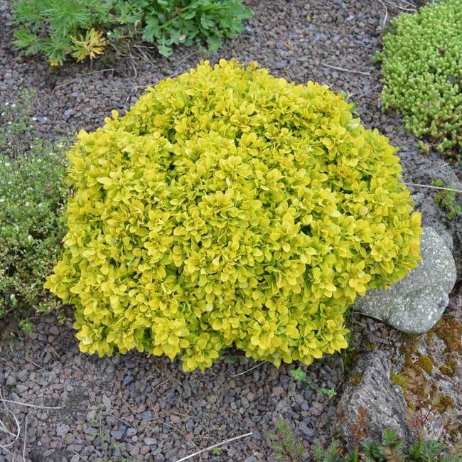 Berberis thunbergii 'Tiny Gold'