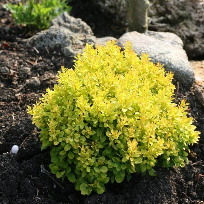 Berberis thunbergii 'Tiny Gold'
