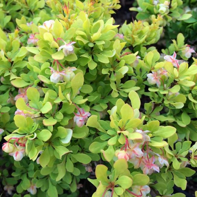 Berberis thunbergii 'Tiny Gold'