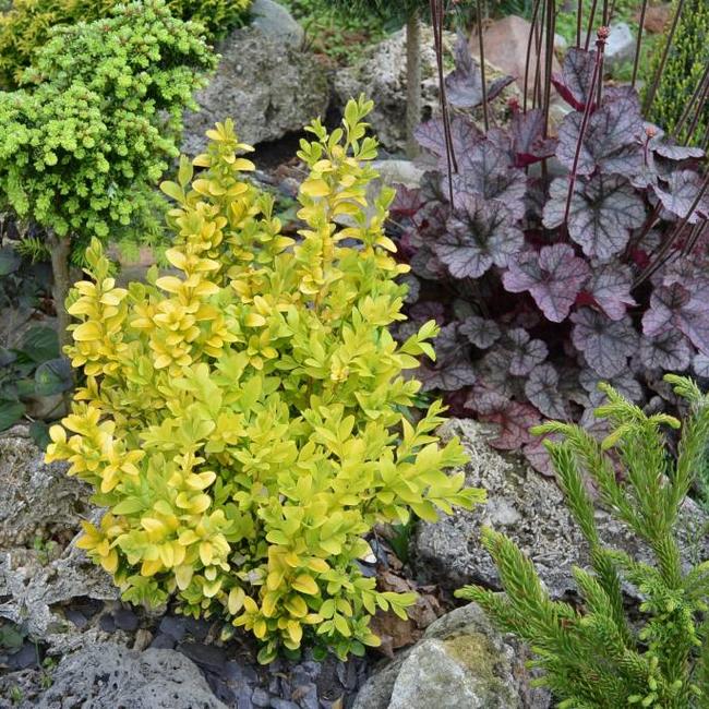 Buxus sempervirens 'King Midas'