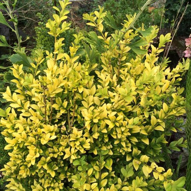 Buxus sempervirens 'King Midas'