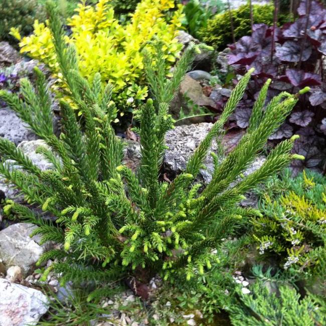 Cryptomeria japonica 'Dinger'