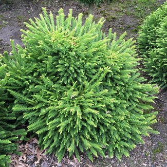 Cryptomeria japonica 'Dinger'