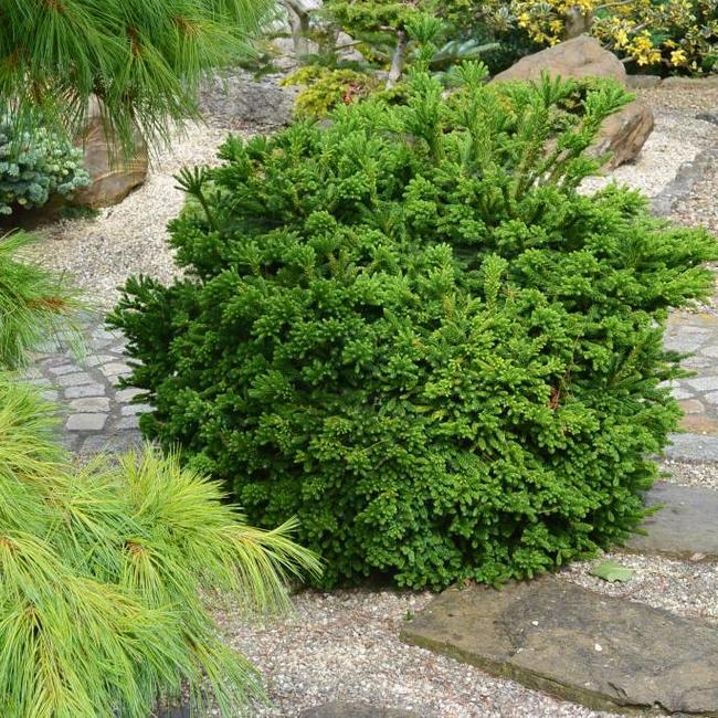 Cryptomeria japonica 'Dinger'