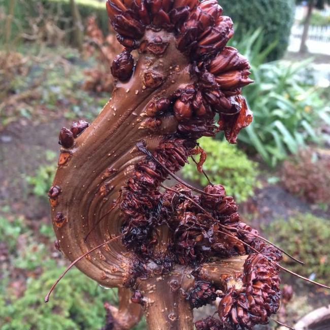 Aesculus hippocastanum 'Monstrosa'