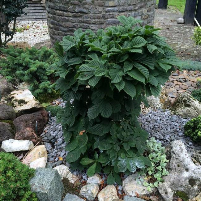 Aesculus hippocastanum 'Monstrosa'