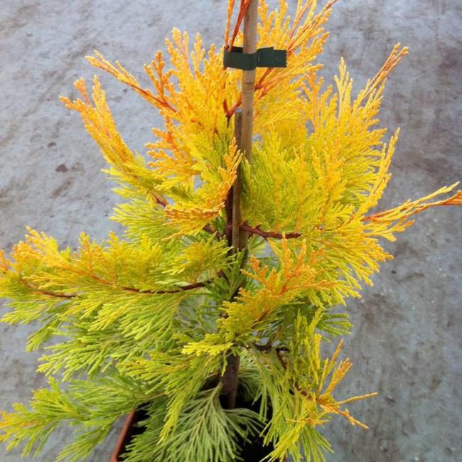 Calocedrus decurrens 'Berrima Gold'